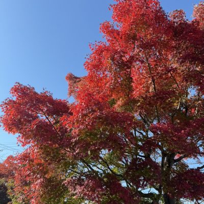 🍁第2回 ロジサポート一斉面接会🍁 - 株式会社ロジサポート - お知らせ